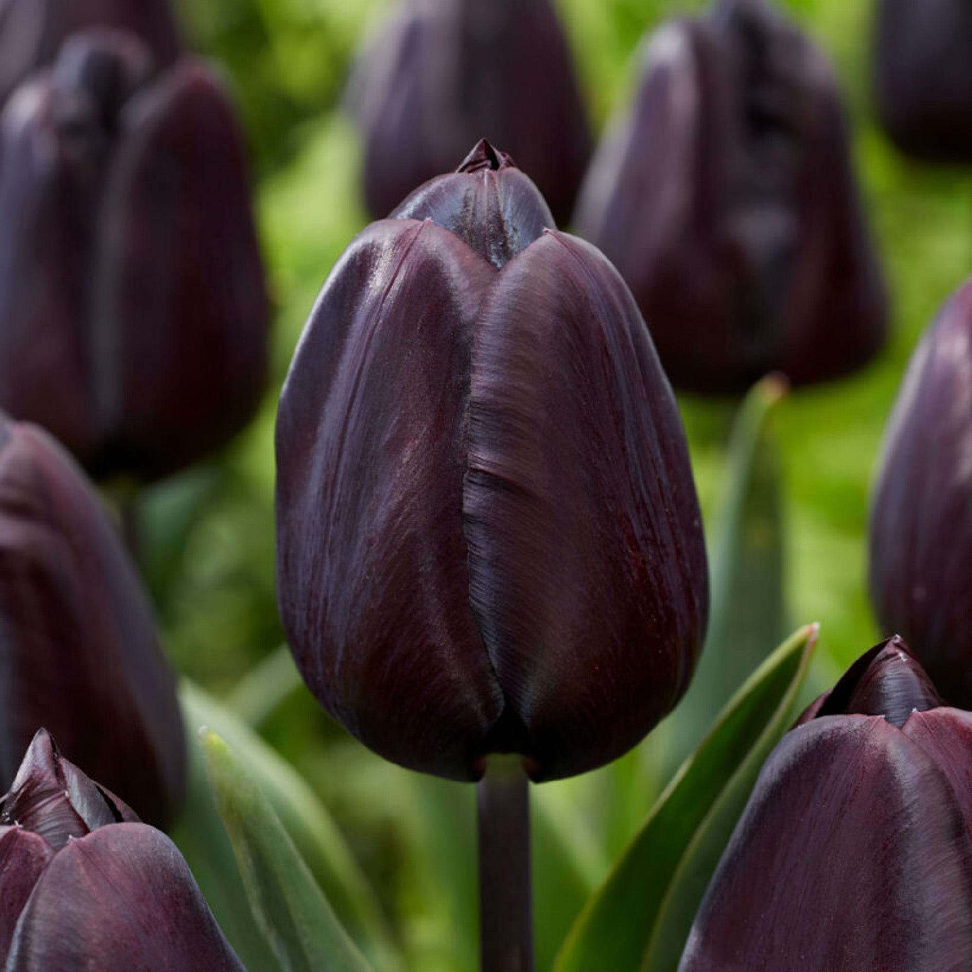 Tulpe 'Nightmare'